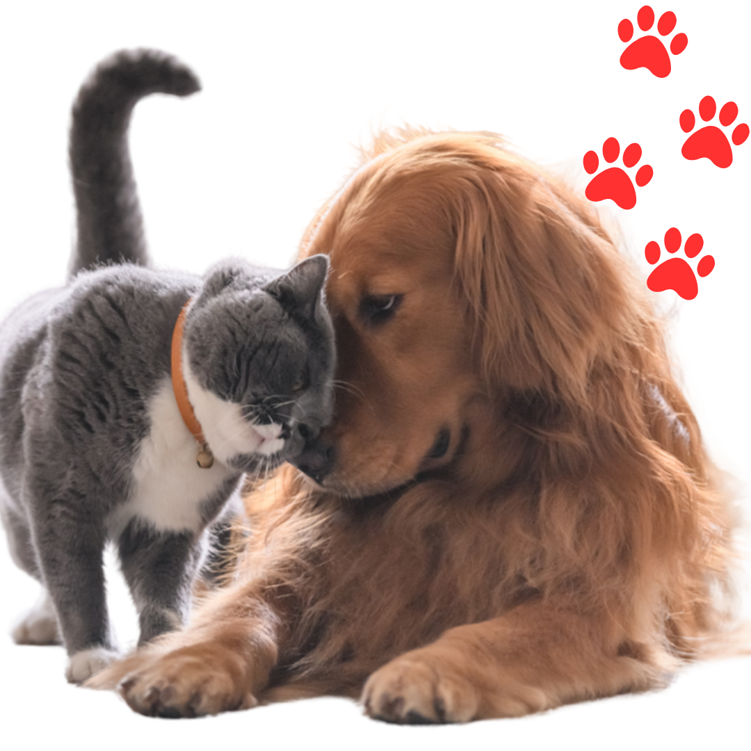 Cepillo a Vapor para Mascotas – Pelaje Suave y Limpio en Minutos